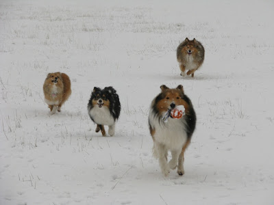 The KNIGHTs Shelties: a snowy day and a peanut butter chocolate!