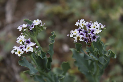 Heliotropium ruiz-lealii