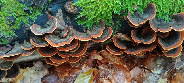 Turkey Tail bracket fungus Trametes versicolor, Indre et Loire, France. Photo by Loire Valley Time Travel.