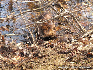 Muskrat