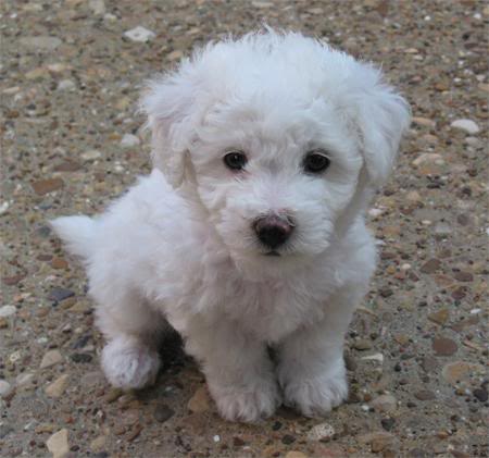 Bichon Frise Puppies on Bichon Frise Puppies Pictures And Information