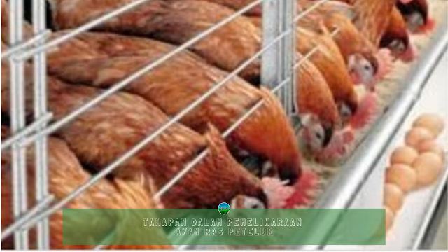 Tahapan Dalam Pemeliharaan Ayam Ras Petelur