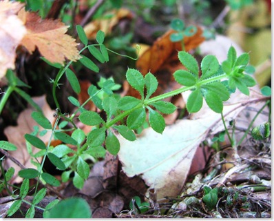 20101104 Wbx 005