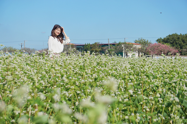 彰化二林蕎麥花海「愛在蕎麥花開時」30公頃白色雪景美麗又浪漫