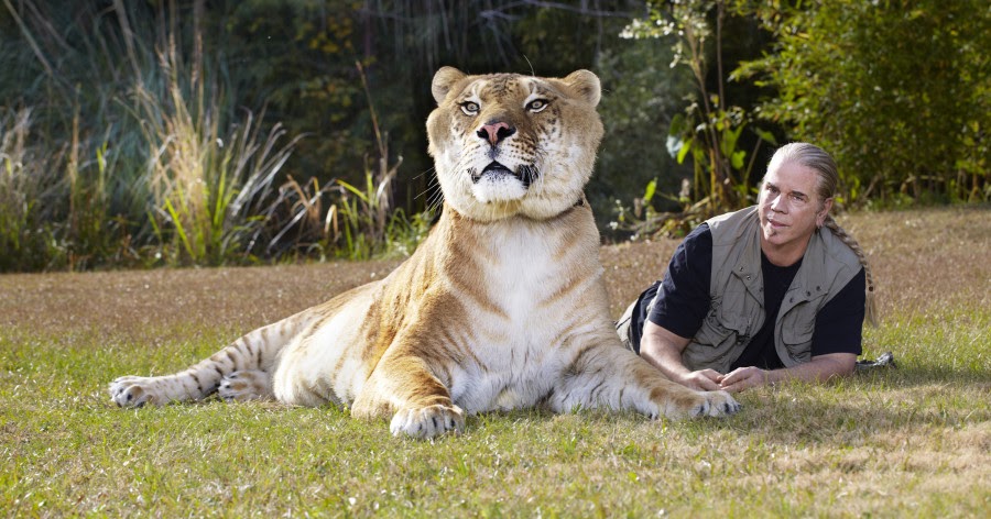 Gambar anak kacukan harimau singa terbesar didunia Lulu 