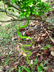 Singapore Botanic Gardens - Rainforest Snake