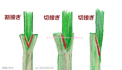 柑橘類の接木