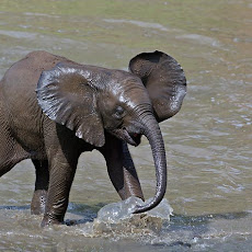 gambar gajah, foto gajah