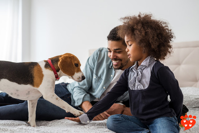 The importance of spreading quality information and the best ways to counteract misinformation in dog training. Photo shows child and parent training dog to shake paw for a treat.