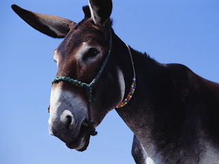 Donkey Wallpapers