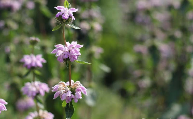 Jerusalem Sage Flowers