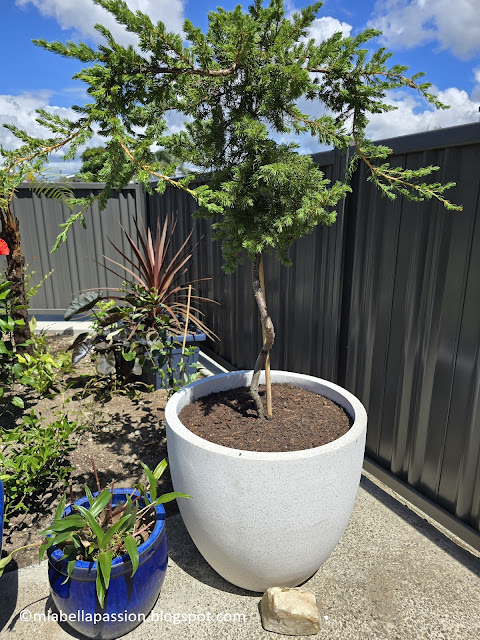 Juniperus Conferta