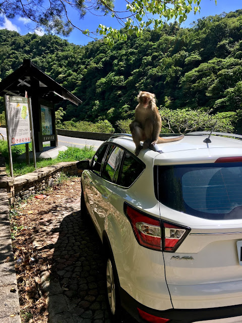 wild monkeys, donghe taitung, taiwan