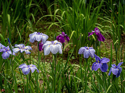 Ayame (iris) flowers: Ofuna Flower Center (Kamakura)