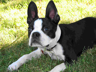 Boston Terrier Puppy Picture