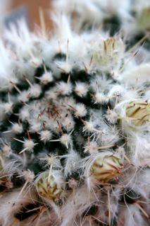 Mammilaria karwinskiana