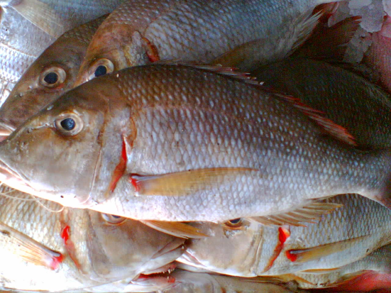 PASAR IKAN MUARA ANGKE: Harga Ikan Kerapu