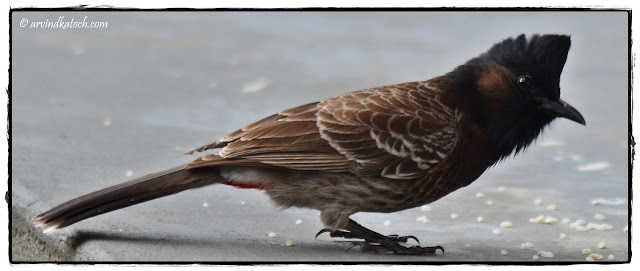 Red-vented Bulbul, Himachal,