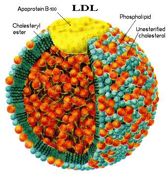 the cell membranes andhigh