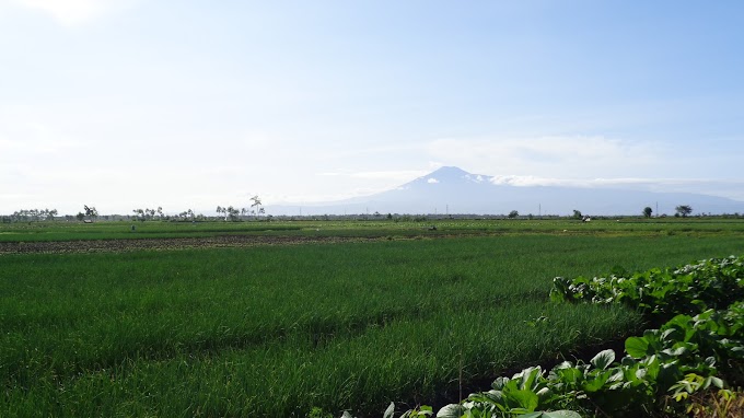 Hamparan Bawang Merah nan menghijau