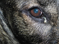 Dog Eye Antibiotic3