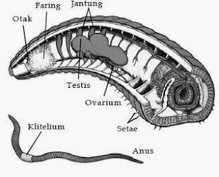 Struktur tubuh cacing tanah (Pheretima sp.)