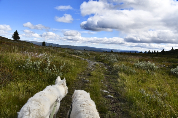 storefjell golsfjellet