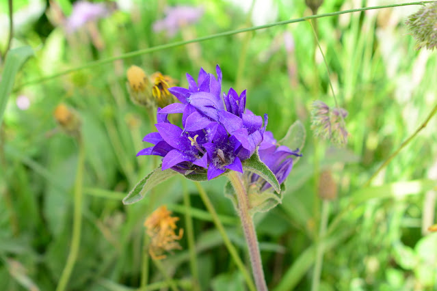 Campanula glomerata