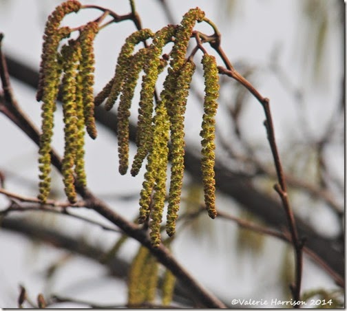 14-catkins