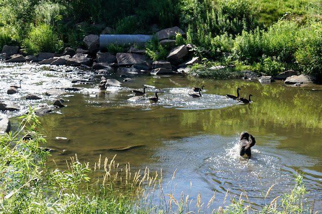 Ducks on Highland Creek near U of T Scarborough