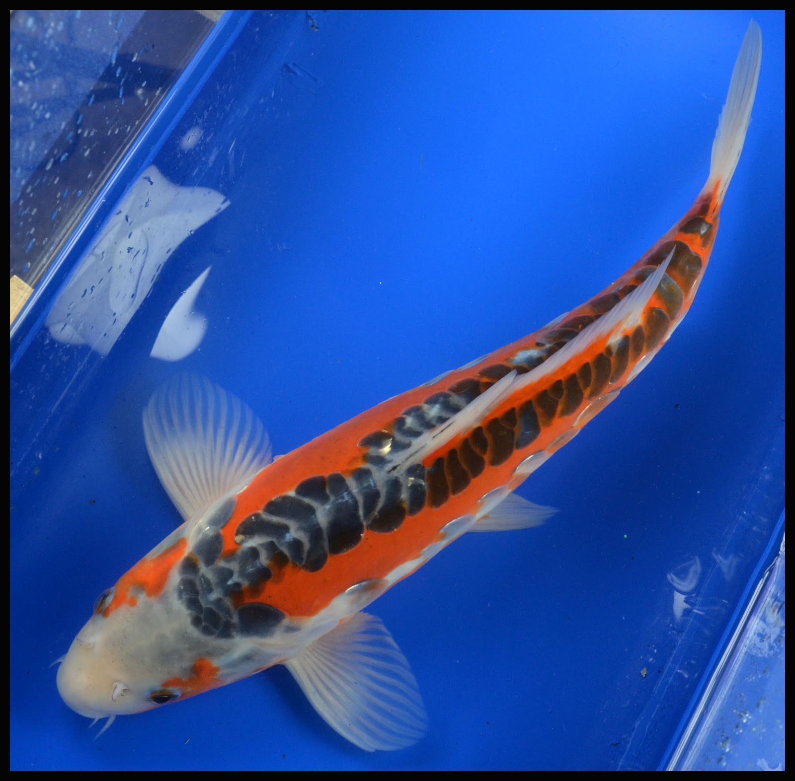 Koi To The World: Featured KOI - 12" Shusui Bred By Blackwater Creek