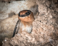 Cave Swallow – Uxmal Ruins, Yucatan, Mexico – Dec. 2017 – photo by Becky Matsubara