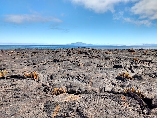 Isla Fernandina, Islas Galápagos