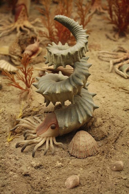 I Have Seen The Whole Of The Internet: Helter Skeltery Shelled Sea Creature I Have Seen The Whole Of The Internet: Helter Skeltery Shelled Sea Creature