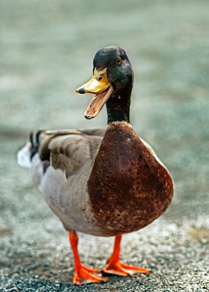 Duck, by Ross Sokolovski via Unsplash - https://unsplash.com/photos/kCZSzqvIei4