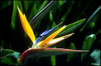 Picture Of Birds Of Paradise Flower