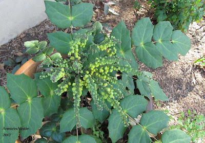 annieinaustin mahonia bealei