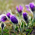 Violet Flower Garden Wallpaper