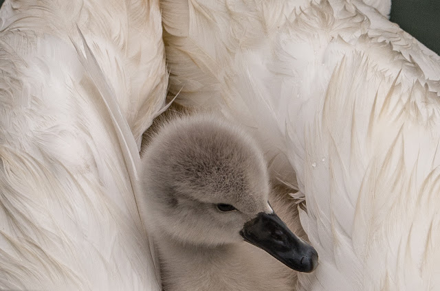 Photo of a cygnet hitching a ride on its Mum's back