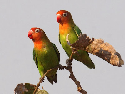 Nyasa lovebird