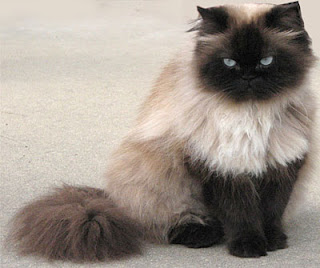 himalayan persian cat puss pussy pussycat grimalkin kat mace pisik kotka gat macka kocka kass pusa kissa gato katze macska kottur kakis kate qattus kot pisica macka katt kedi con meo kucing pets huisdieren animaux de compagnie Haustiere animais Animale de companie animales domesticos husdjur Evcil Hayvan anifeiliaid anwes domace zvali binatang kesayangan augintiniai animali domestici peatai bet kay lemmikit mga alagang hayop domaci zvirata kucni ljubimci animals domestics maskotak binatang peliharaan species