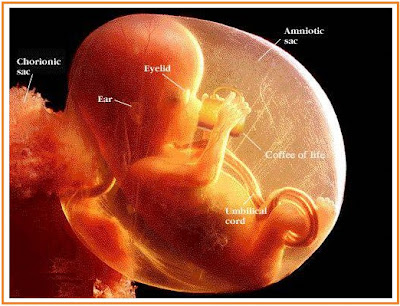 BIOLOGI GONZAGA: PERTUMBUHAN DAN PERKEMBANGAN CATATAN