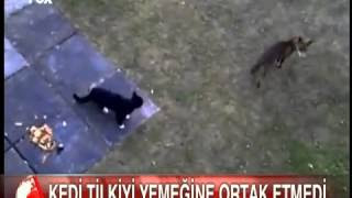 dışardan gelen tilki mamasının başında duruyordu