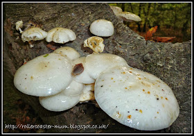 fabulous autumn fungi