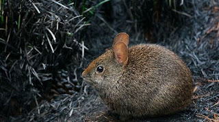 volcano rabbit