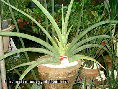 Sansevieria Eirenbergii