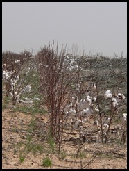 Lubbock, TX - Cotton left from last year's harvest