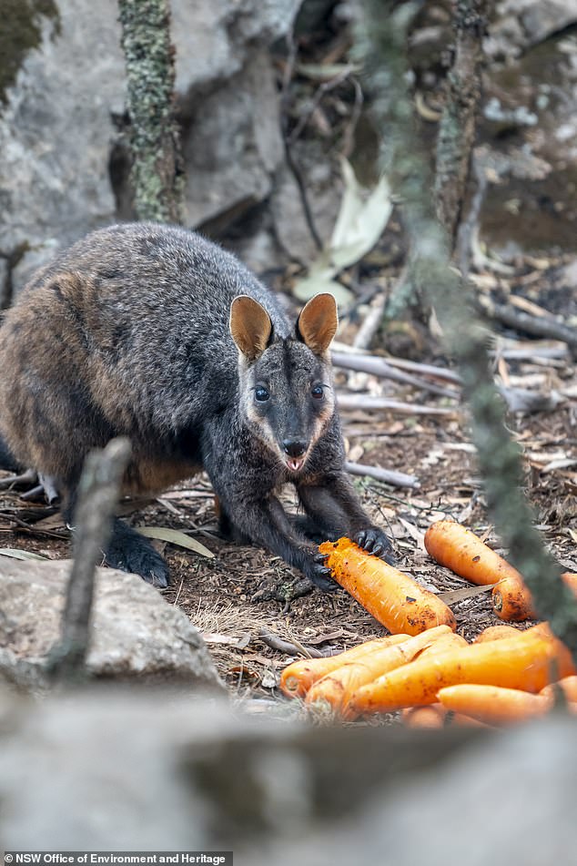 Aircrafts Are Used To Feed Thousands Of Animals That Are Starving To Death In Australia