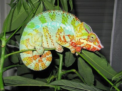 Chameleons are clearly the product of the design of the Creator, not evolution. Their ability to change color inspires biomimicry.