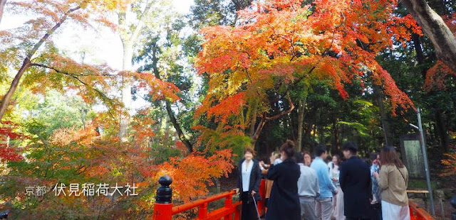 京都 伏見稲荷大社の紅葉 ひとり旅が好きな女のブログ